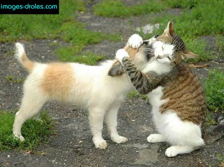 Photo de chat
